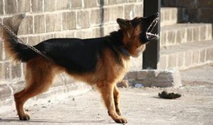 german-shepherd-166972_640